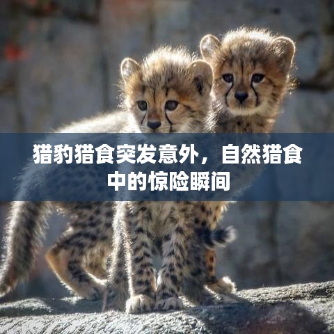 獵豹獵食突發(fā)意外，自然獵食中的驚險(xiǎn)瞬間
