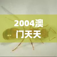2004澳門天天開(kāi)好彩大全｜專業(yè)解析說(shuō)明