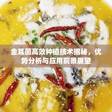 金耳菌高效種植技術(shù)揭秘，優(yōu)勢分析與應(yīng)用前景展望