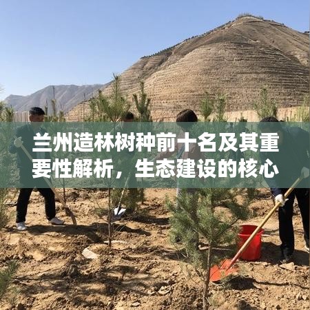 蘭州造林樹種前十名及其重要性解析，生態(tài)建設(shè)的核心支柱