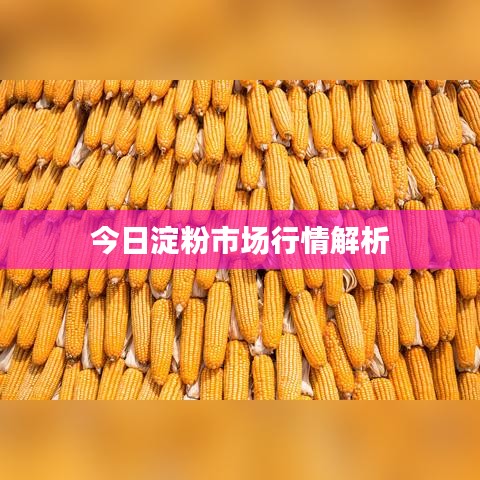 今日淀粉市場行情解析