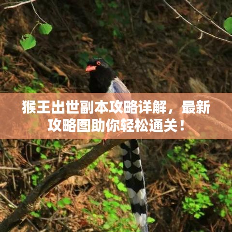 猴王出世副本攻略詳解，最新攻略圖助你輕松通關(guān)！