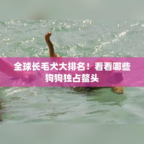 全球長毛犬大排名！看看哪些狗狗獨占鰲頭