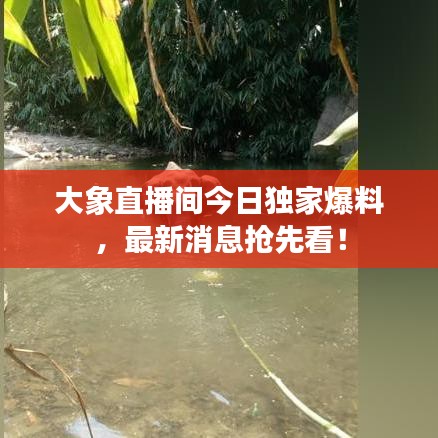 大象直播間今日獨家爆料，最新消息搶先看！