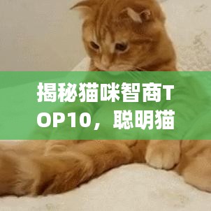 揭秘貓咪智商TOP10，聰明貓咪的精彩瞬間不容錯(cuò)過！