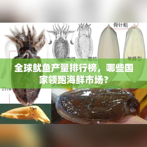 全球魷魚產(chǎn)量排行榜，哪些國(guó)家領(lǐng)跑海鮮市場(chǎng)？