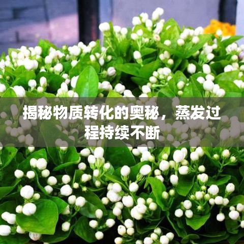 揭秘物質(zhì)轉(zhuǎn)化的奧秘，蒸發(fā)過(guò)程持續(xù)不斷