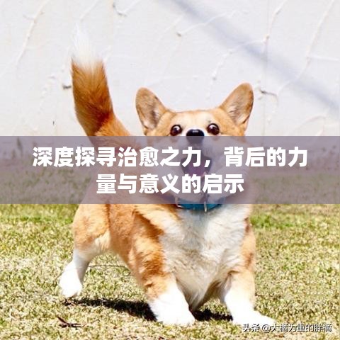 深度探尋治愈之力，背后的力量與意義的啟示