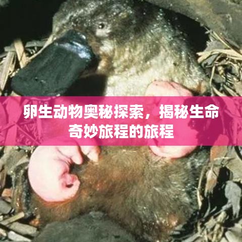 卵生動(dòng)物奧秘探索，揭秘生命奇妙旅程的旅程