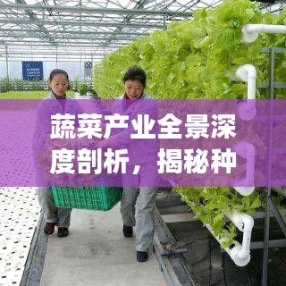 蔬菜產(chǎn)業(yè)全景深度剖析，揭秘種植、市場(chǎng)與未來趨勢(shì)