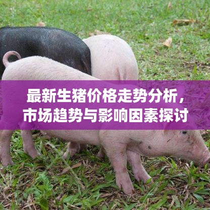 最新生豬價(jià)格走勢(shì)分析，市場(chǎng)趨勢(shì)與影響因素探討