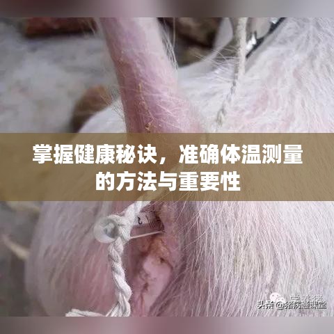 掌握健康秘訣，準確體溫測量的方法與重要性