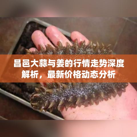 昌邑大蒜與姜的行情走勢(shì)深度解析，最新價(jià)格動(dòng)態(tài)分析