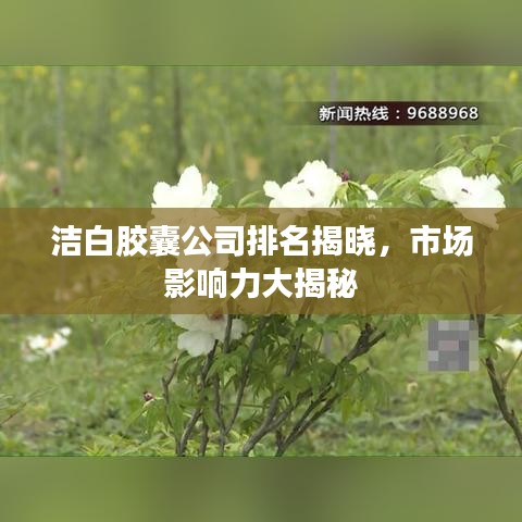 潔白膠囊公司排名揭曉，市場影響力大揭秘