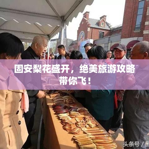 固安梨花盛開，絕美旅游攻略帶你飛！