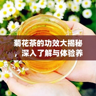 菊花茶的功效大揭秘，深入了解與體驗(yàn)養(yǎng)生之道