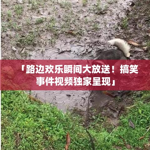 「路邊歡樂瞬間大放送！搞笑事件視頻獨家呈現(xiàn)」