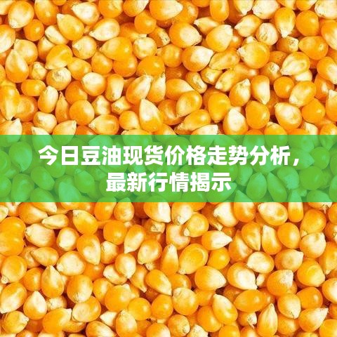 今日豆油現(xiàn)貨價格走勢分析，最新行情揭示