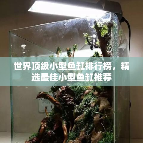 世界頂級(jí)小型魚缸排行榜，精選最佳小型魚缸推薦