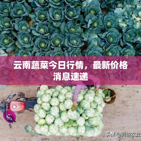 云南蔬菜今日行情，最新價格消息速遞