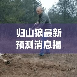 歸山狼最新預(yù)測消息揭秘，今日運(yùn)勢大揭秘