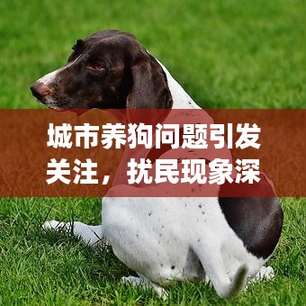 城市養(yǎng)狗問(wèn)題引發(fā)關(guān)注，擾民現(xiàn)象深度解析