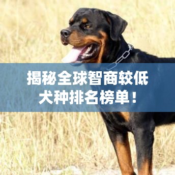揭秘全球智商較低犬種排名榜單！
