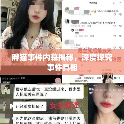 胖貓事件內(nèi)幕揭秘，深度探究事件真相