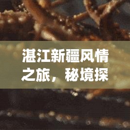 湛江新疆風(fēng)情之旅，秘境探索與美食打卡攻略