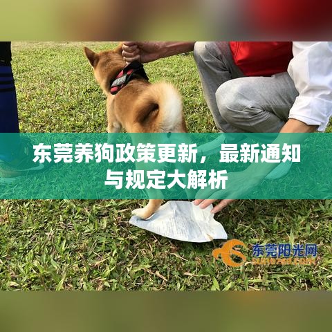 東莞養(yǎng)狗政策更新，最新通知與規(guī)定大解析