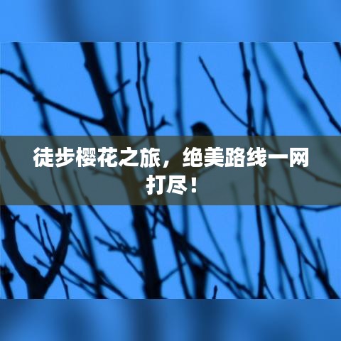 徒步櫻花之旅，絕美路線一網(wǎng)打盡！