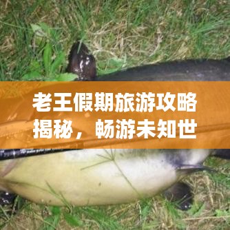 老王假期旅游攻略揭秘，暢游未知世界的精彩之旅