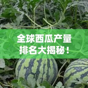 全球西瓜產(chǎn)量排名大揭秘！