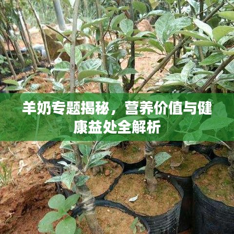 羊奶專(zhuān)題揭秘，營(yíng)養(yǎng)價(jià)值與健康益處全解析