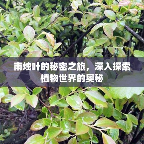 南燭葉的秘密之旅，深入探索植物世界的奧秘