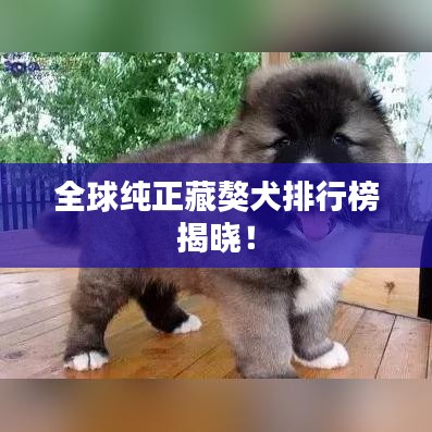 全球純正藏獒犬排行榜揭曉！