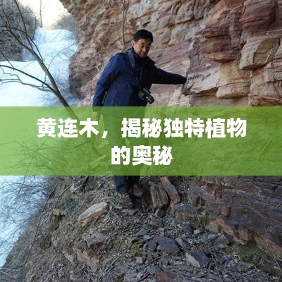 黃連木，揭秘獨(dú)特植物的奧秘