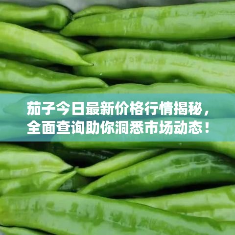 茄子今日最新價(jià)格行情揭秘，全面查詢助你洞悉市場動態(tài)！
