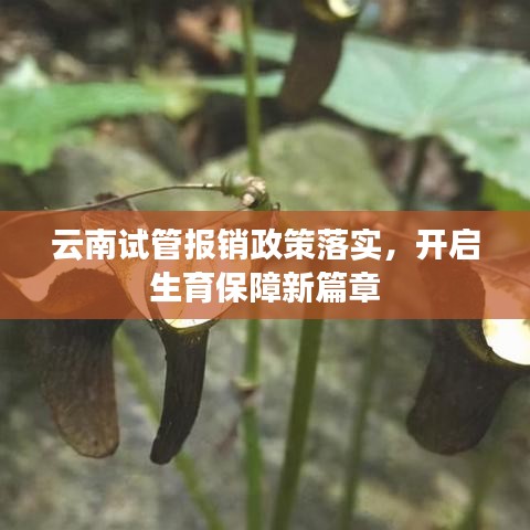 云南試管報銷政策落實，開啟生育保障新篇章