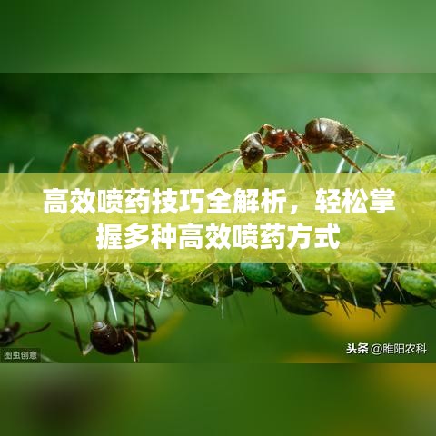 高效噴藥技巧全解析，輕松掌握多種高效噴藥方式
