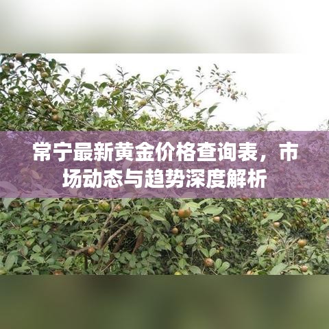 常寧最新黃金價(jià)格查詢表，市場(chǎng)動(dòng)態(tài)與趨勢(shì)深度解析