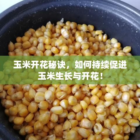 玉米開花秘訣，如何持續(xù)促進玉米生長與開花！