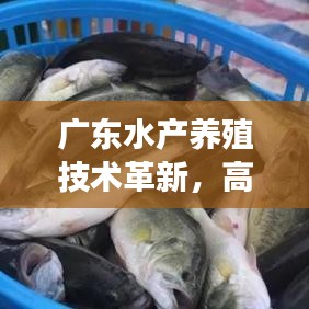 廣東水產(chǎn)養(yǎng)殖技術革新，高效與可持續(xù)的雙重典范之路