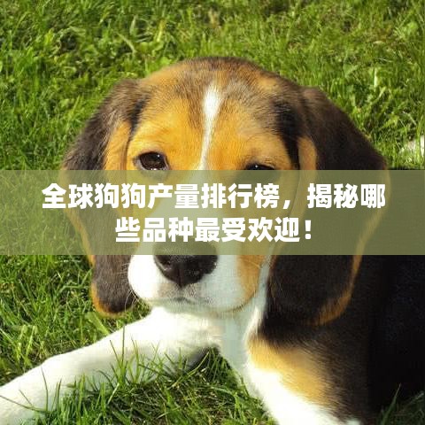 全球狗狗產(chǎn)量排行榜，揭秘哪些品種最受歡迎！