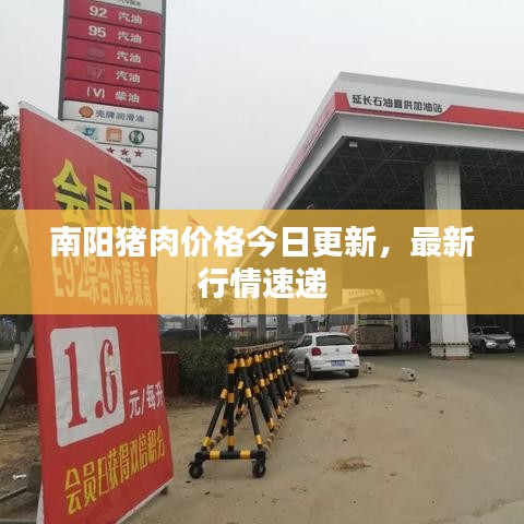 南陽豬肉價格今日更新，最新行情速遞