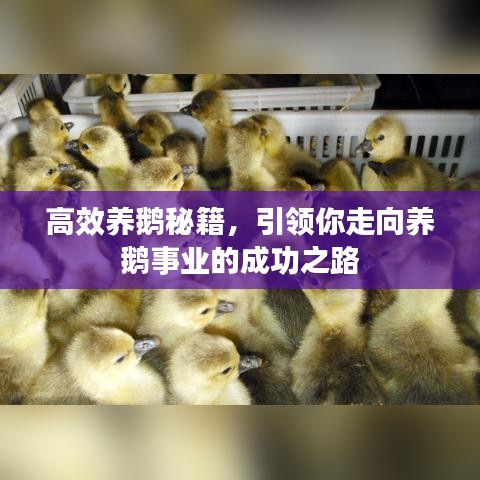 高效養(yǎng)鵝秘籍，引領(lǐng)你走向養(yǎng)鵝事業(yè)的成功之路
