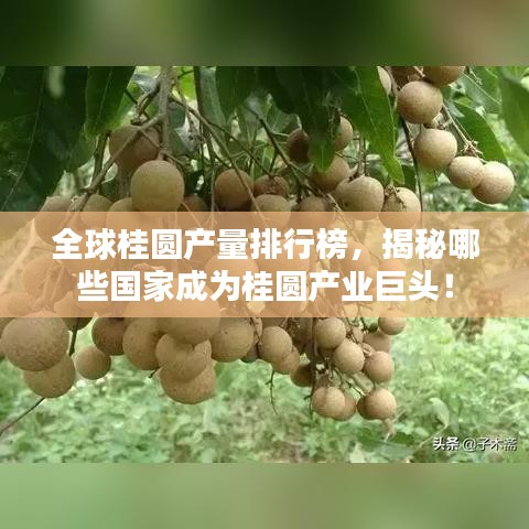 全球桂圓產(chǎn)量排行榜，揭秘哪些國(guó)家成為桂圓產(chǎn)業(yè)巨頭！