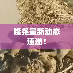 隆堯最新動態(tài)速遞！