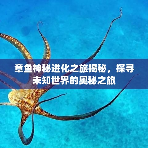 章魚神秘進(jìn)化之旅揭秘，探尋未知世界的奧秘之旅