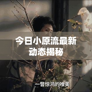 今日小原流最新動(dòng)態(tài)揭秘